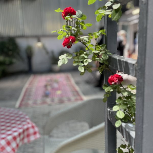 IMG 4088 600x600