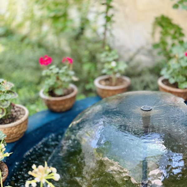 IMG 5198 600x600